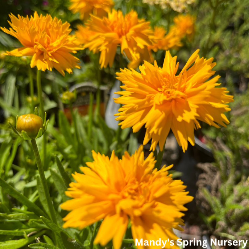 Coreopsis Rising Sun Double the Sun Tickseed | Coreopsis grandiflora – Mandy Spring Farm ...