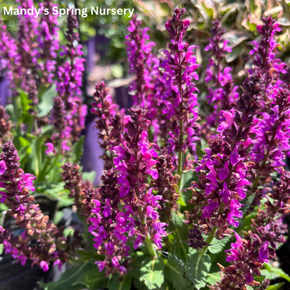 Bumbleberry Salvia | Salvia nemorosa