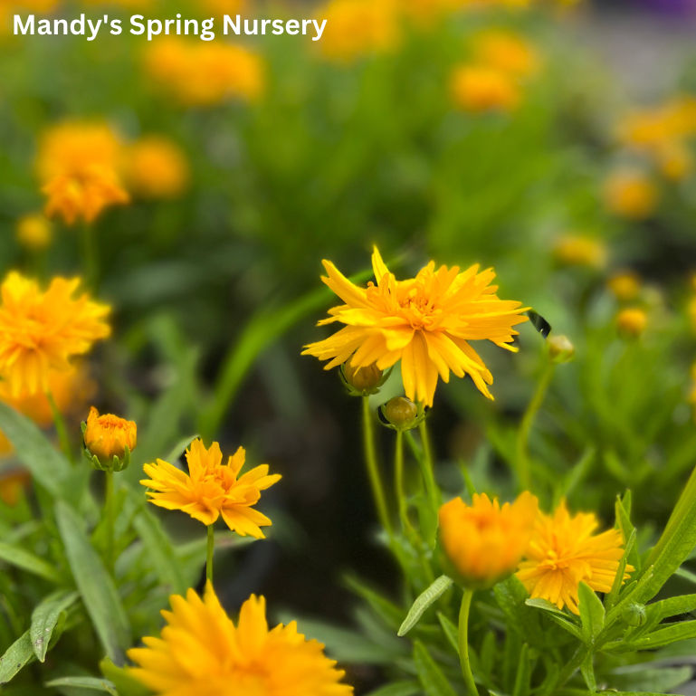 Coreopsis Rising Sun Double the Sun Tickseed | Coreopsis grandiflora – Mandy Spring Farm ...