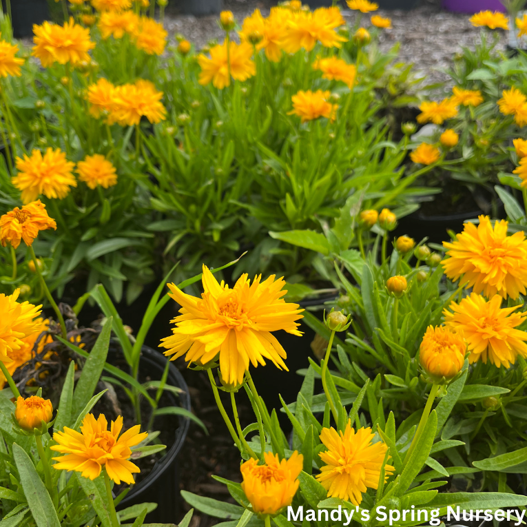 Coreopsis Rising Sun Double the Sun Tickseed | Coreopsis grandiflora – Mandy Spring Farm ...