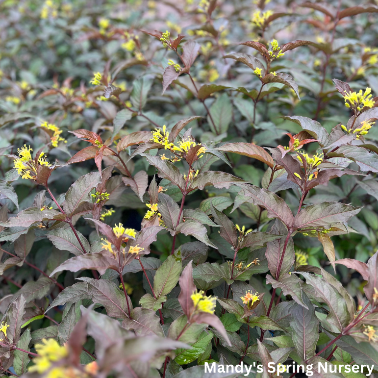 Nightglow' Honeysuckle | Diervilla Splendens