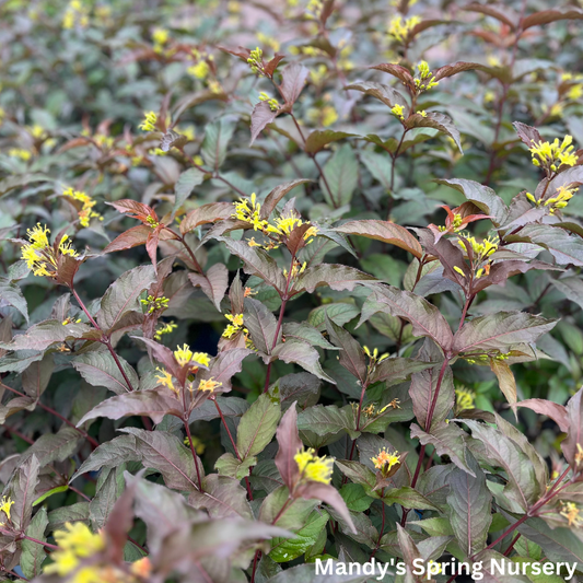 Nightglow' Honeysuckle | Diervilla Splendens