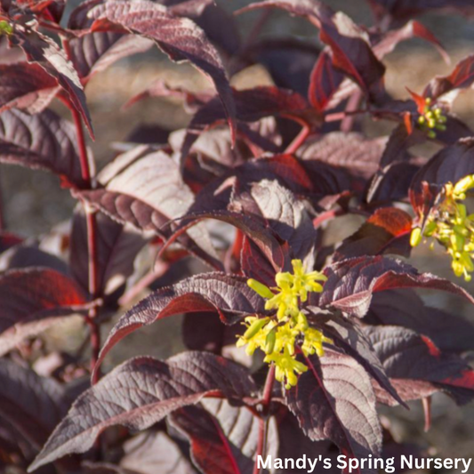 Nightglow' Honeysuckle | Diervilla Splendens