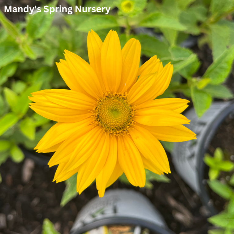 Plug - 'Tuscan Gold' False Sunflower | Heliopsis helianthoides