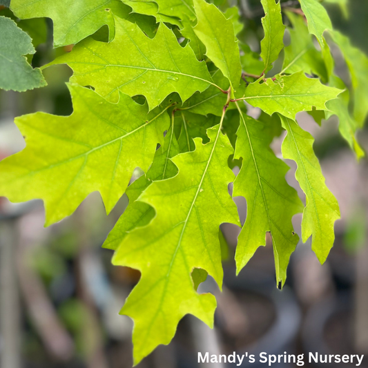 Bare Root - Northern Red Oak | Quercus rubra
