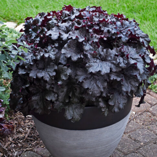 'Evening Gown' Heuchera | Heuchera 'Evening Gown'