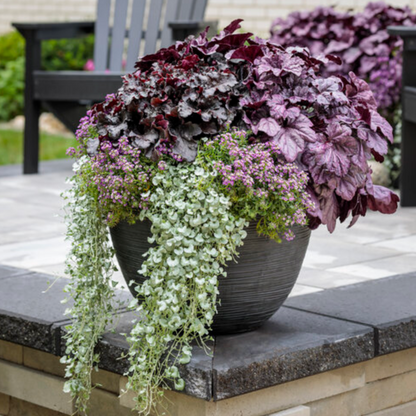 'Evening Gown' Heuchera | Heuchera 'Evening Gown'