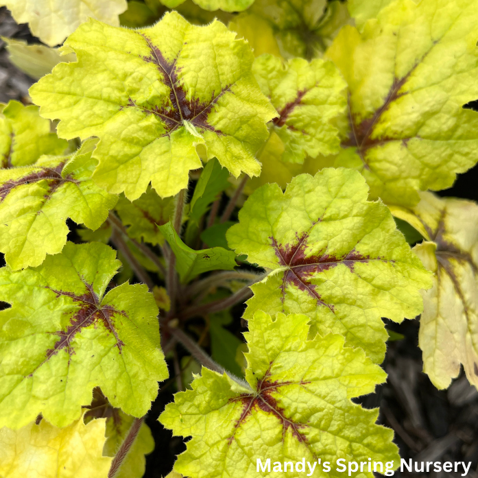 Catching Fire Foamy Bells Heucherella Mandy Spring Farm Nursery, Inc.