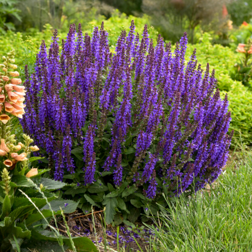 'Violet Profusion' Salvia | Salvia nemorosa