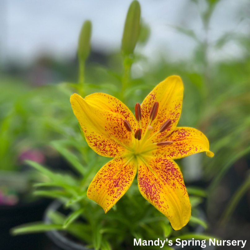 Tiny Nugget Hardy Lily | Lilium Asiatic