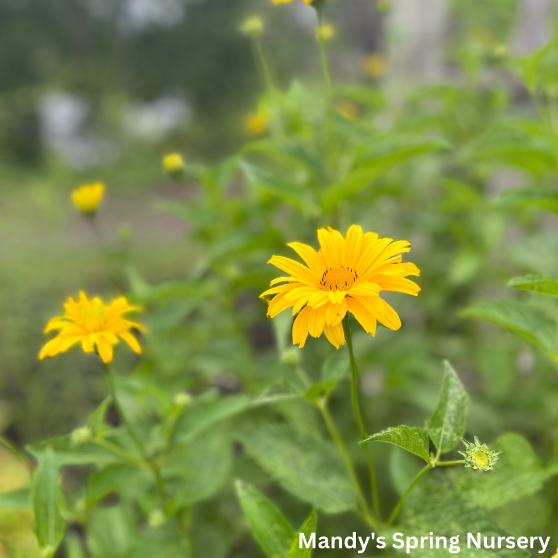 Summer Sun False Sunflower | Heliopsis helianthoides