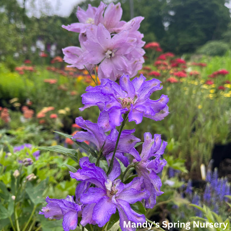 New Millenium Mini Stars Larkspur | Dwarf Hybrid Bee Delphinium