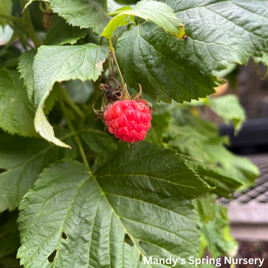 Raspberry Shortcake® Rasberry | Rubus