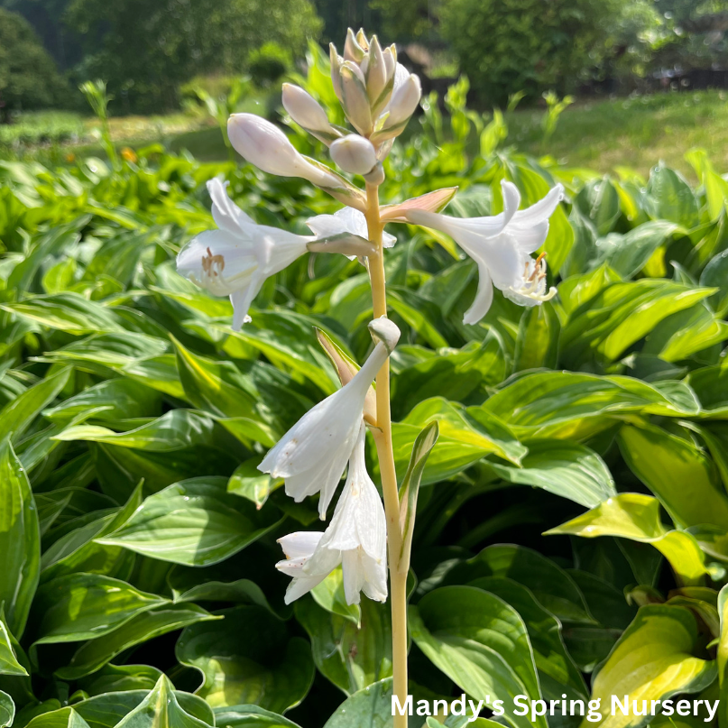 Orange Marmalade Hosta | Hosta 'Orange Marmalade'