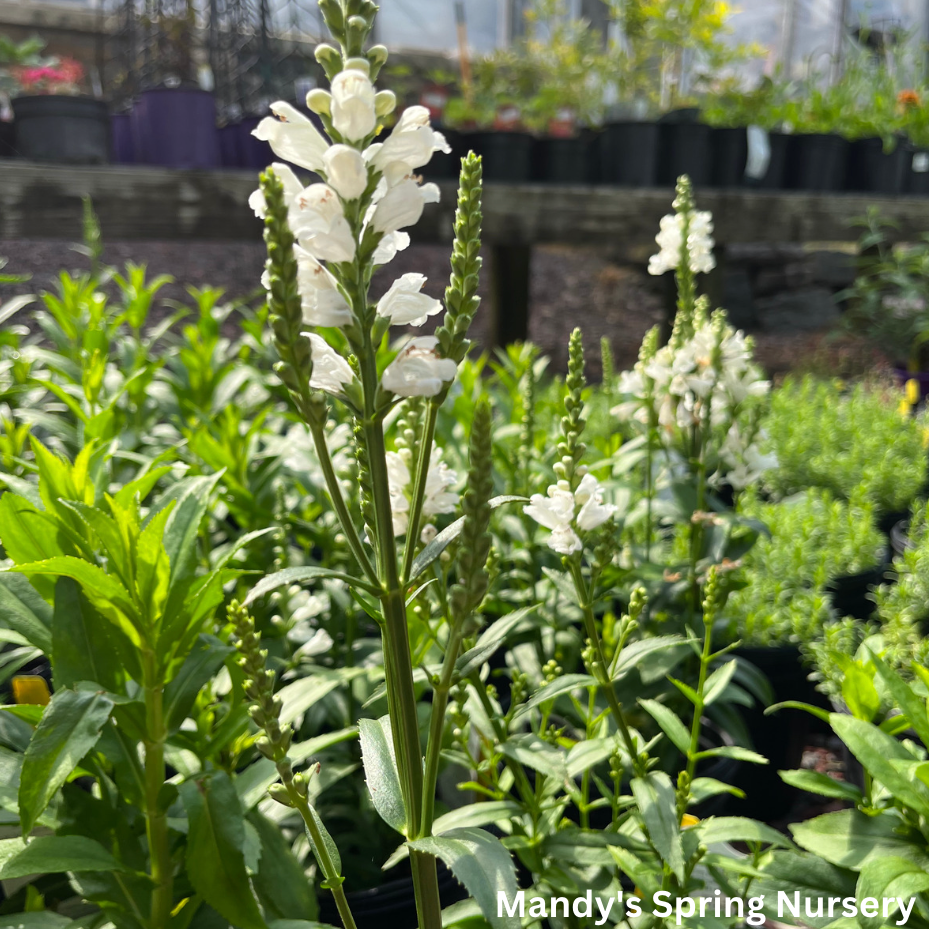 Miss Manners Obedient Plant | Physostegia virginiana