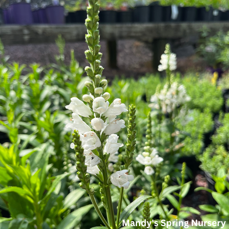 Miss Manners Obedient Plant | Physostegia virginiana