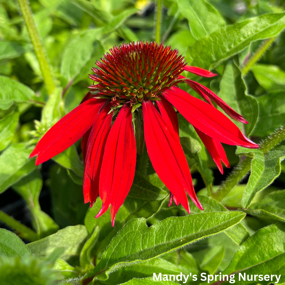 echinacea sombrero salsa red seeds SOMBRERO® Salsa Red Coneflower