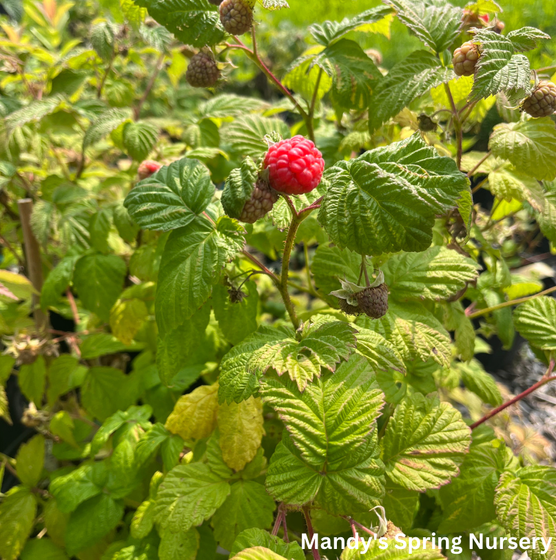 Caroline Raspberry | Rubus – Mandy Spring Farm Nursery, Inc.