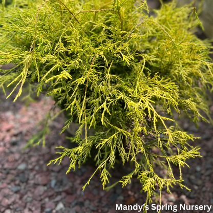 Golden Charm Thread-Branch Cypress | Chamaecyparis pisifera 'Golden Charm'