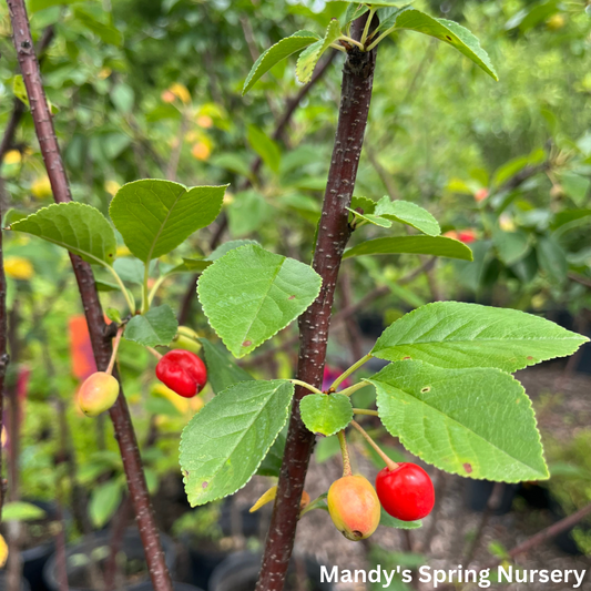 Sweet Cherry Pie | Prunus cerasus 'Eubank'