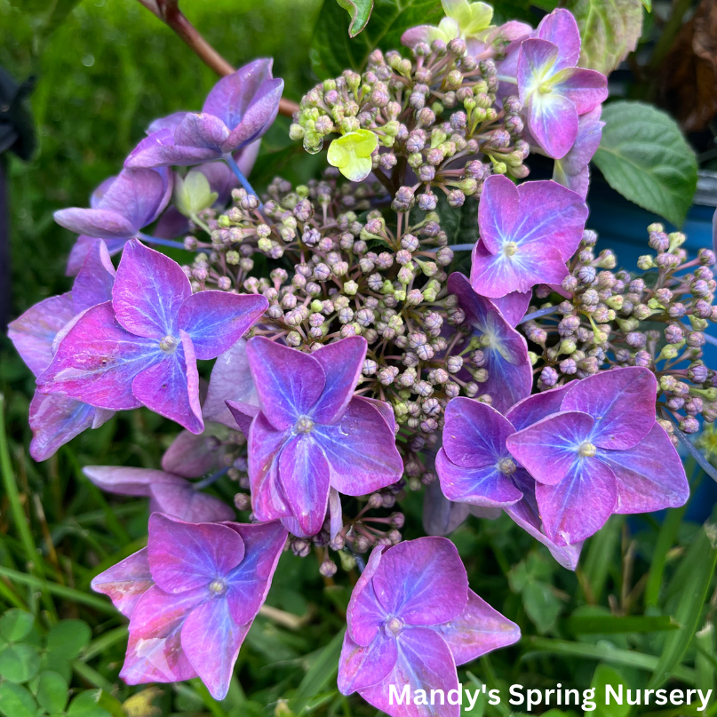 Pop Star Bigleaf Hydrangea | Hydrangea macrophylla – Mandy Spring Farm ...