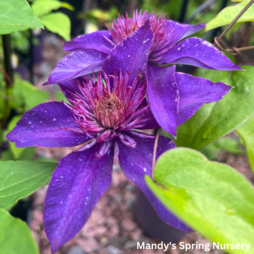 Multi-Blue | Clematis