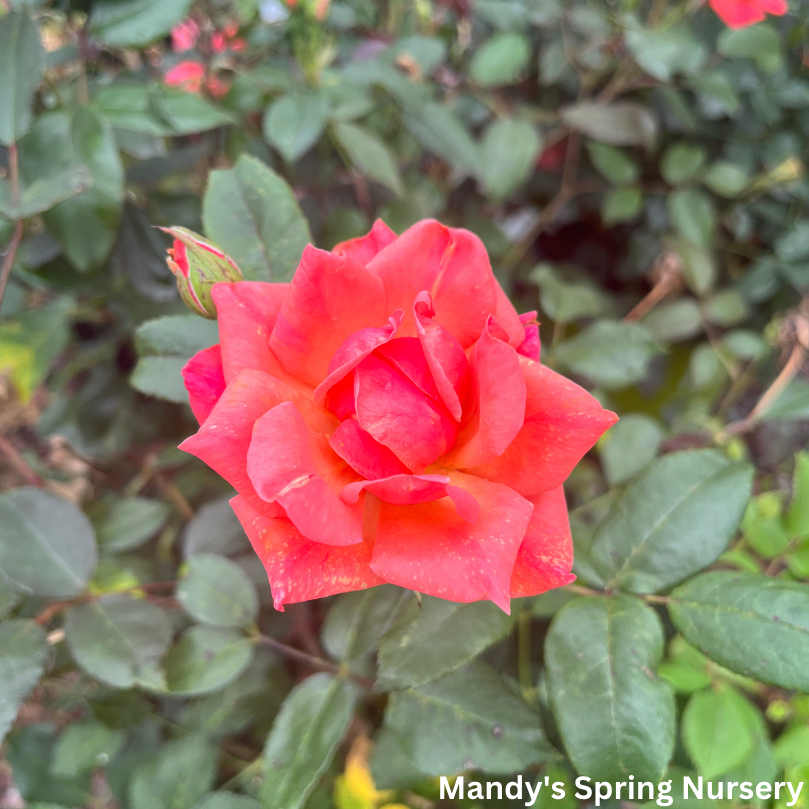 Coral Knock Out Rose | Rosa