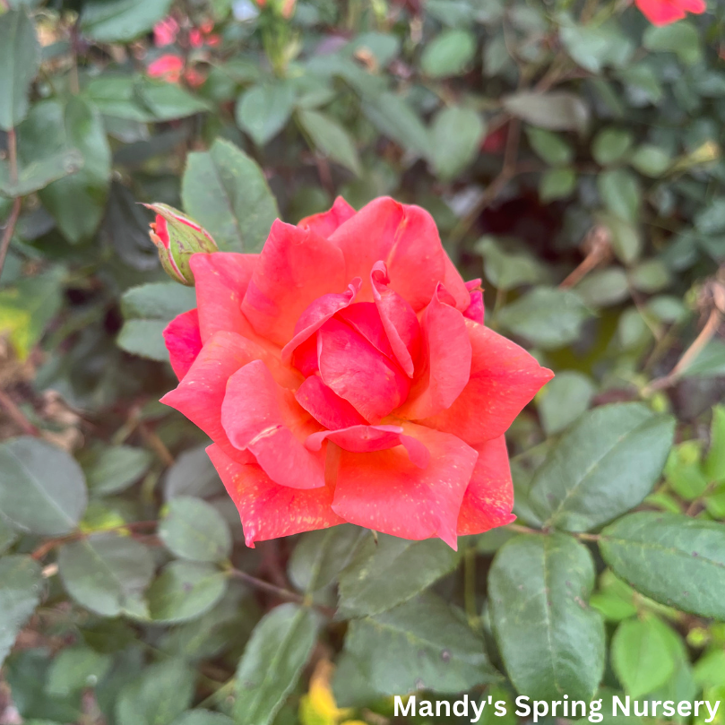 Coral Knock OutÂ® Rose, Flowering Shrubs