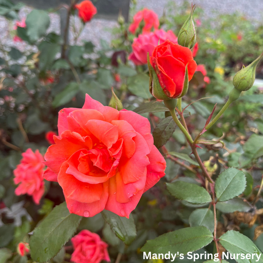 Coral Knock Out Rose | Rosa