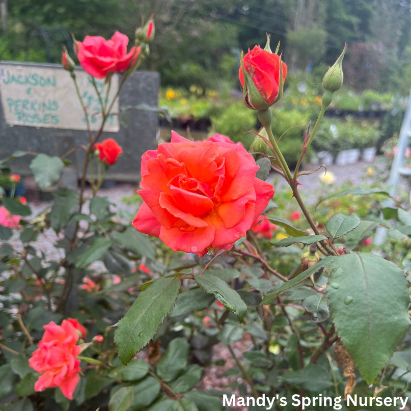 Coral Knock Out Rose | Rosa