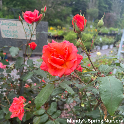 Coral Knock Out Rose | Rosa