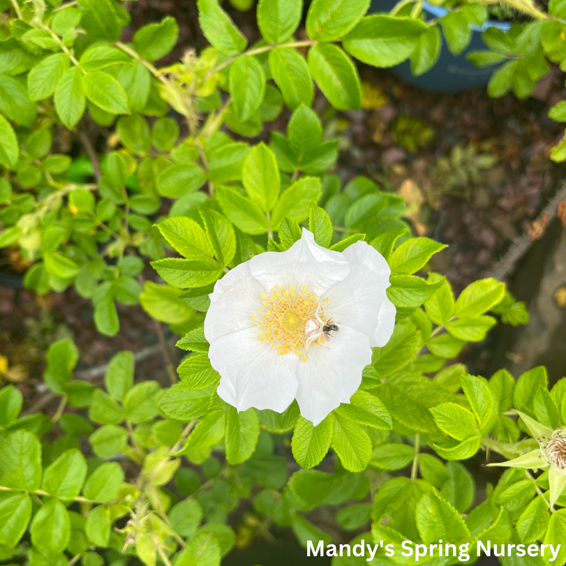Rosa Rugosa