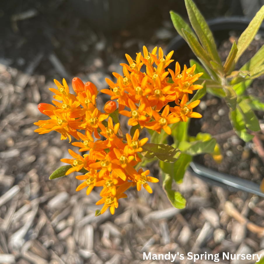Plug - Butterfly Weed - Asclepias Tuberosa