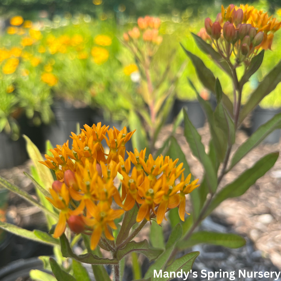 Plug - Butterfly Weed - Asclepias Tuberosa