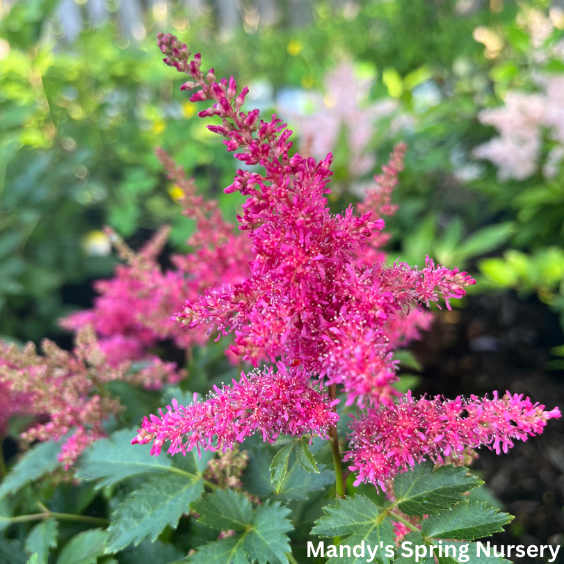 Younique Ruby Red Astilbe | Astilbe 'Younique' Ruby Red