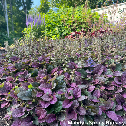 Burgundy Glow Bugleweed | Ajuga reptans