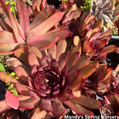 Assorted Hens & Chicks | Sempervivum