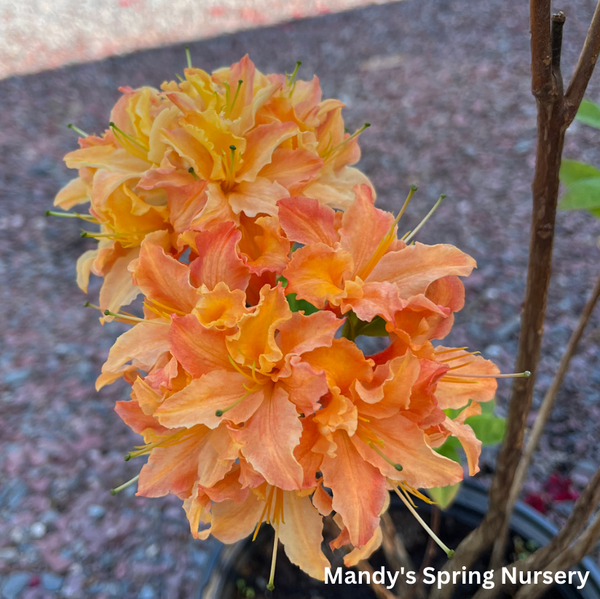 SPLENDID TOYS シレースG (蓄光) 墓場の画廊　　AZALEA Mandarin Lights Azalea (Rhododendron 'Mandarin Lights') in