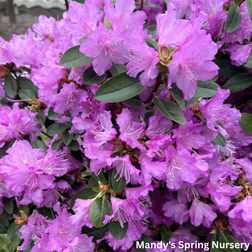 Pjm Rhoodendron PJM Elite' Rhododendron | Rhododendron 'PJM Elite' – Mandy Spring Farm ...