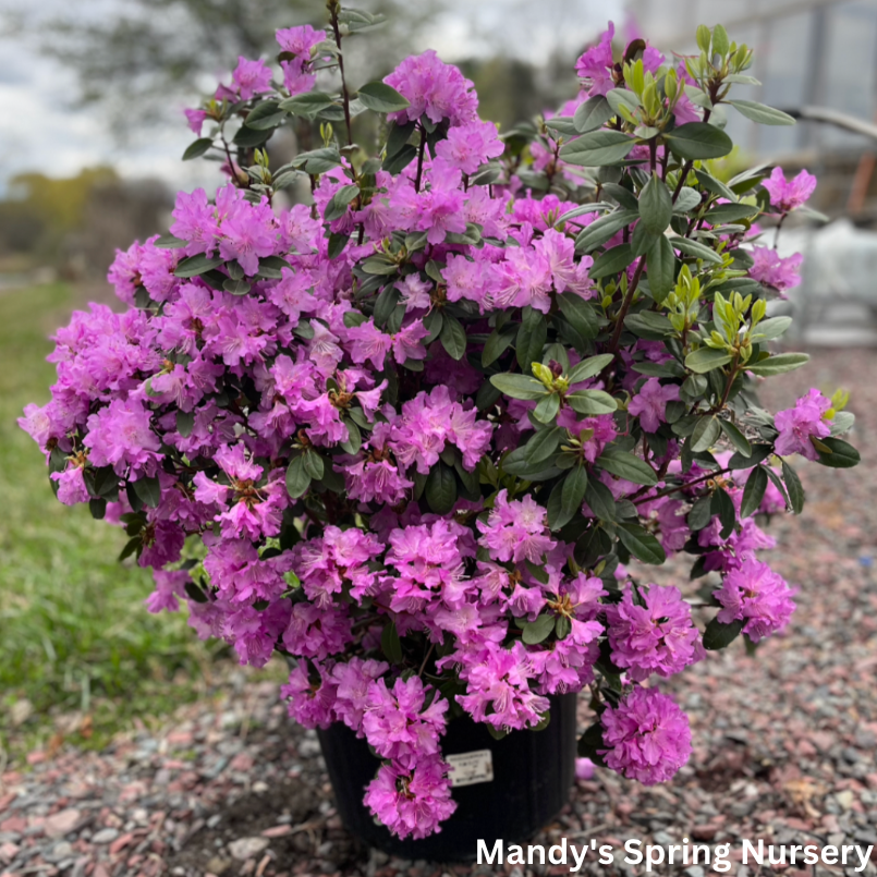 'P.J.M. Elite' Rhododendron