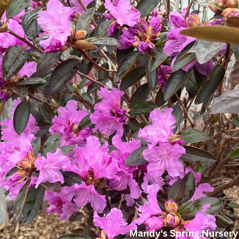 Pjm Rhoodendron PJM Elite' Rhododendron | Rhododendron 'PJM Elite' – Mandy Spring Farm ...