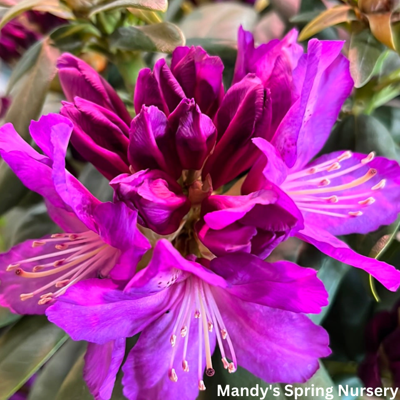 'Purple Passion' Rhododendron