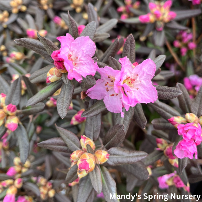 'Midnight Ruby' Rhododendron