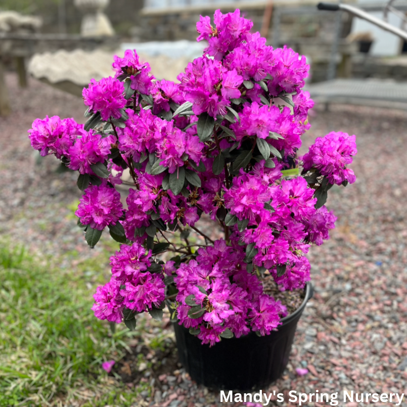 'P.J.M. Elite Star' Rhododendron