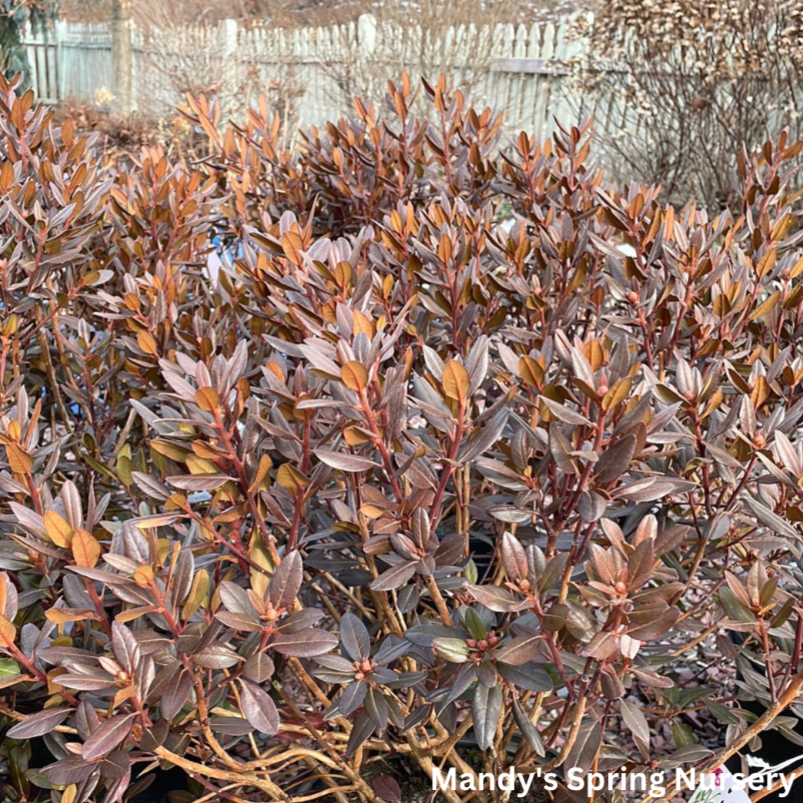 'PJM Elite Star' Rhododendron | Rhododendron 'PJM Elite Star'