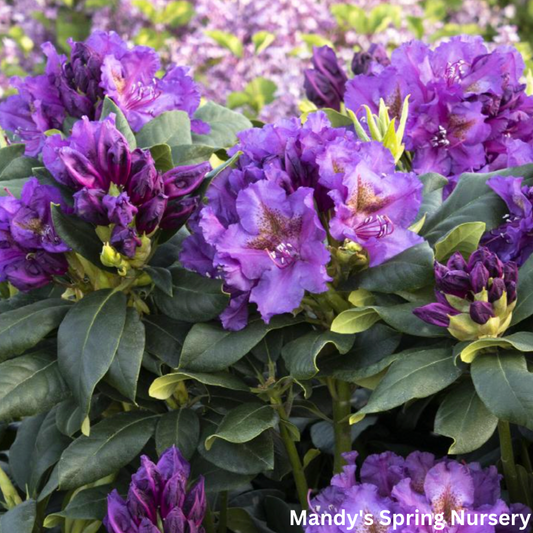 'Lee's Dark Purple' Rhododendron