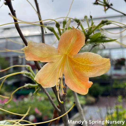 Arneson Gem Deciduous Azalea