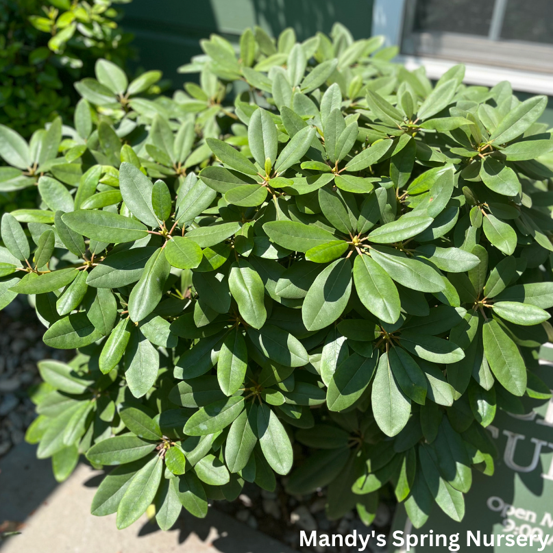 Boursault Catawba Rhododendron