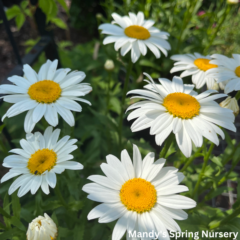 Snowcap Shasta Daisy | Leucanthemum 'Snowcap'