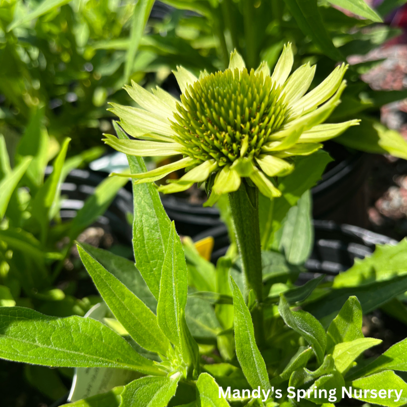 Green Jewel Coneflower | Echinacea purpurea